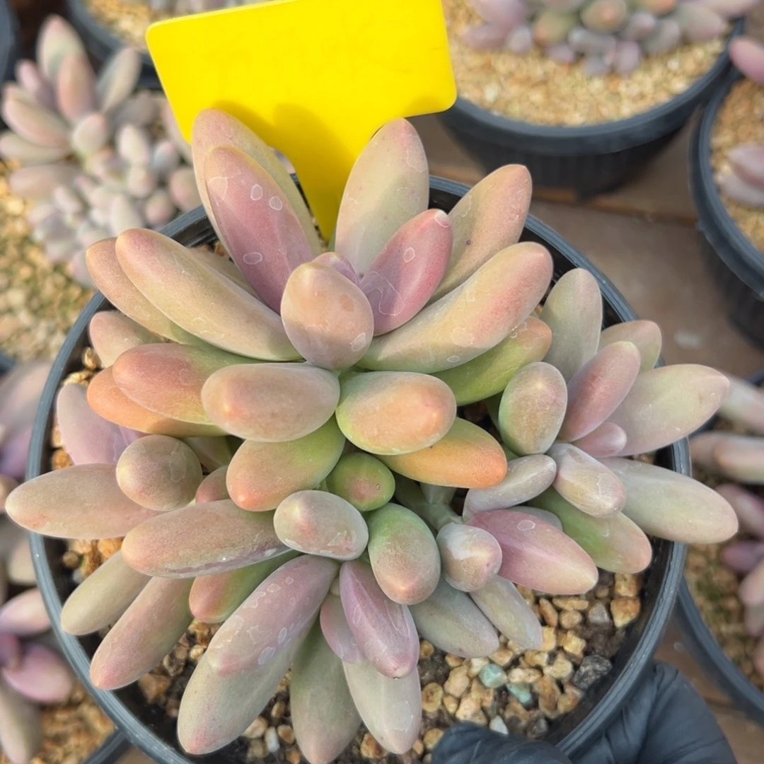 糖果美人1111111111111