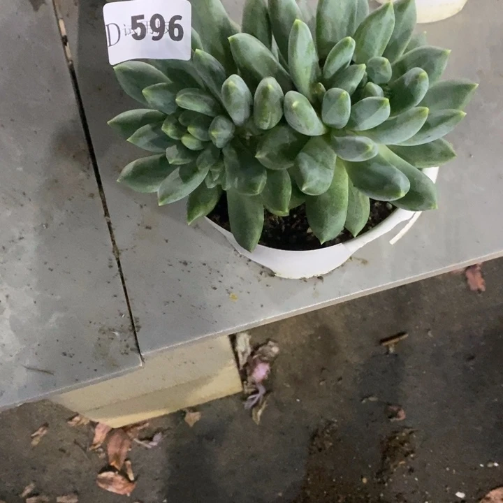 C***e596乌拉克拉多肉植物