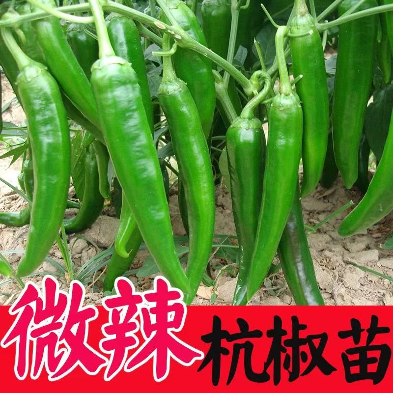 杭椒7号种苗正宗杭椒苗辣椒秧苗种苗四季盆栽大面积种植蔬菜