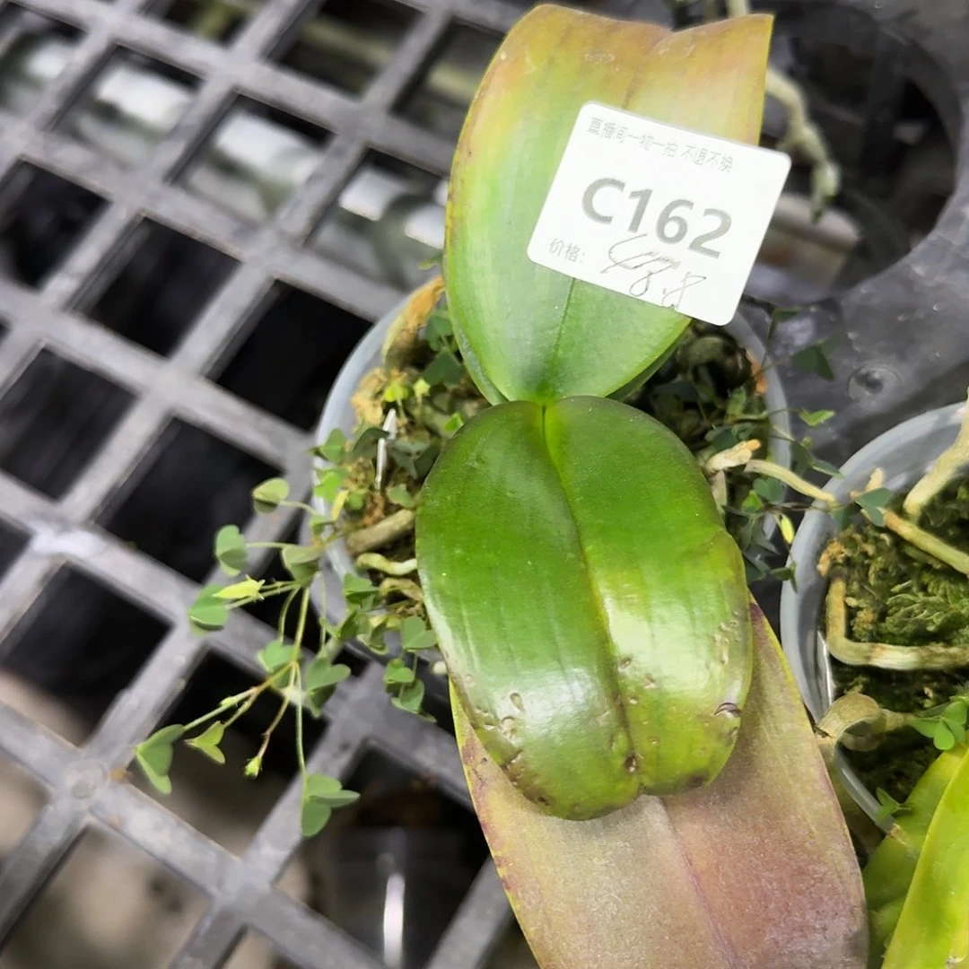 完全开放C162。。。。。