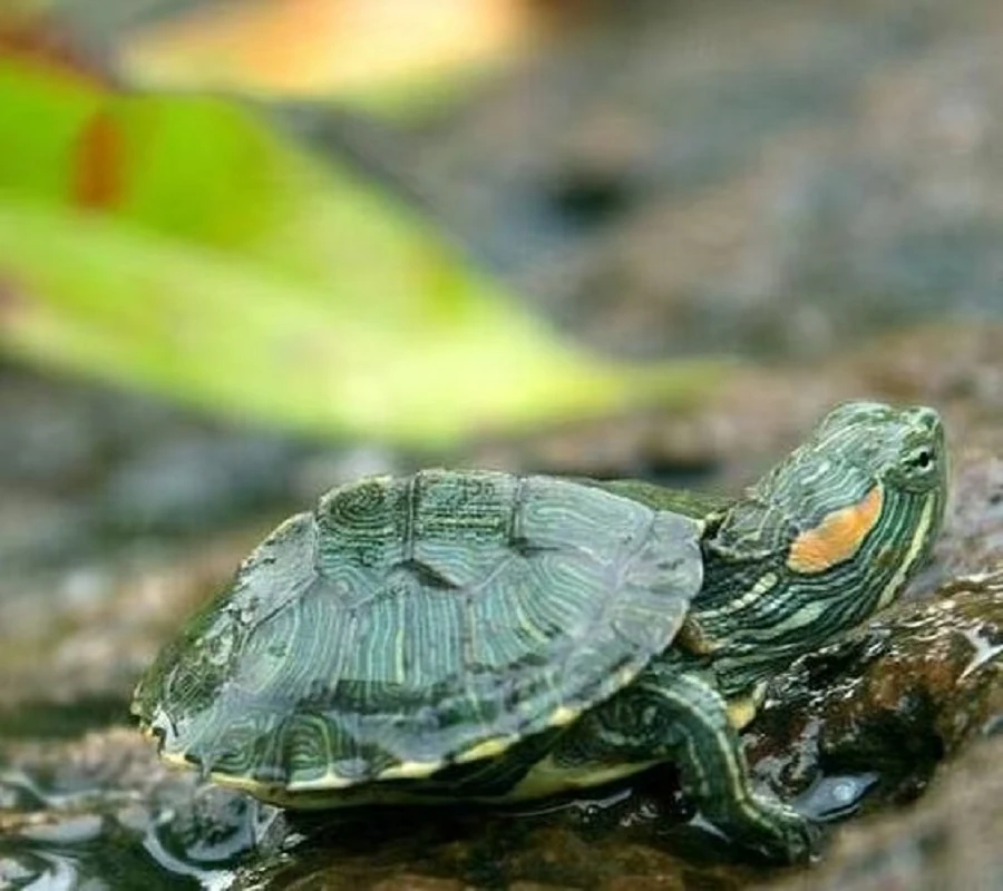 活体宠物直播通用链接