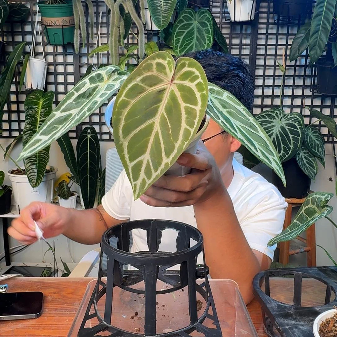 无花朵打**级一物一拍F75