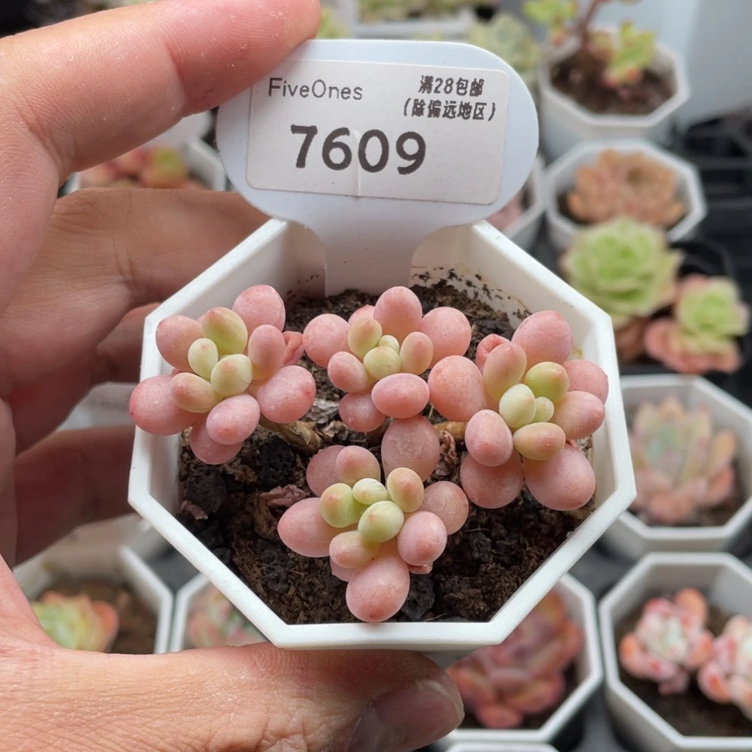 7609鱼子酱6.5厘米