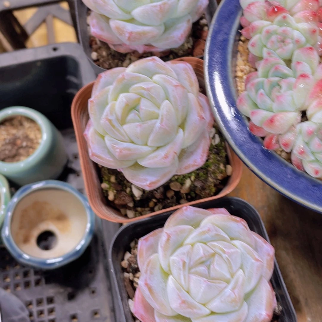 211号 珍妮冰玉单头一个