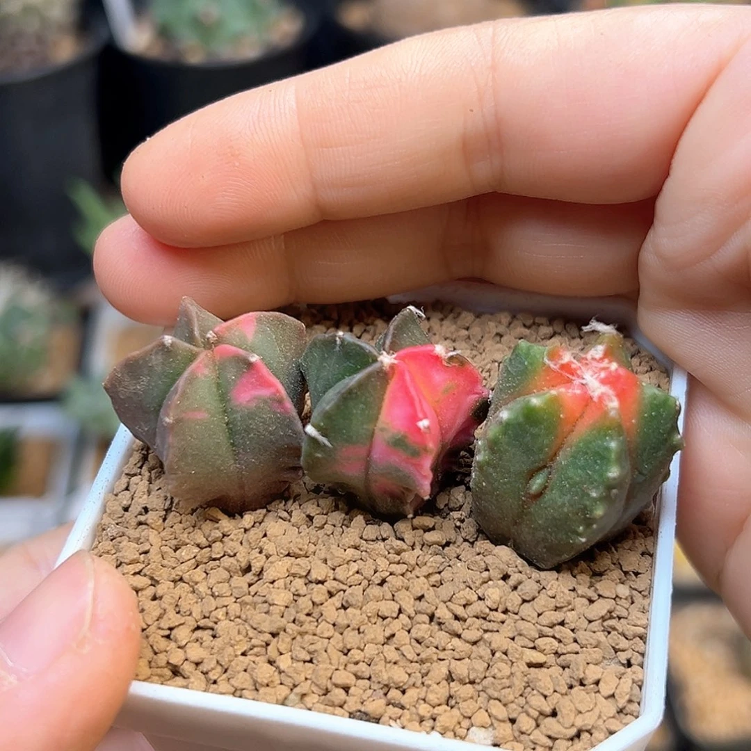 鸾凤玉锦3颗一组一组