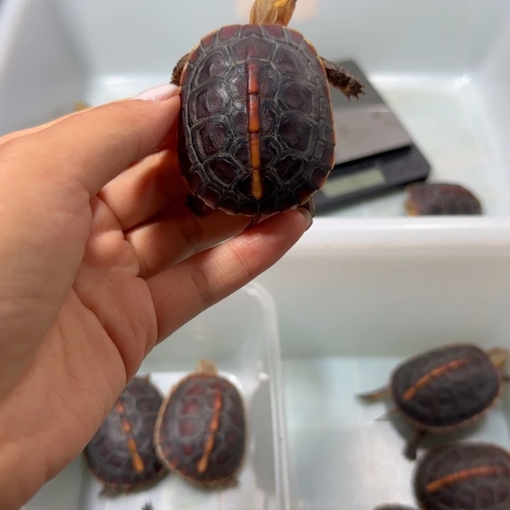 宠物龟公母搭配安缘