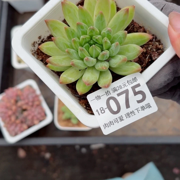 青花瓷无盆土发货多肉多