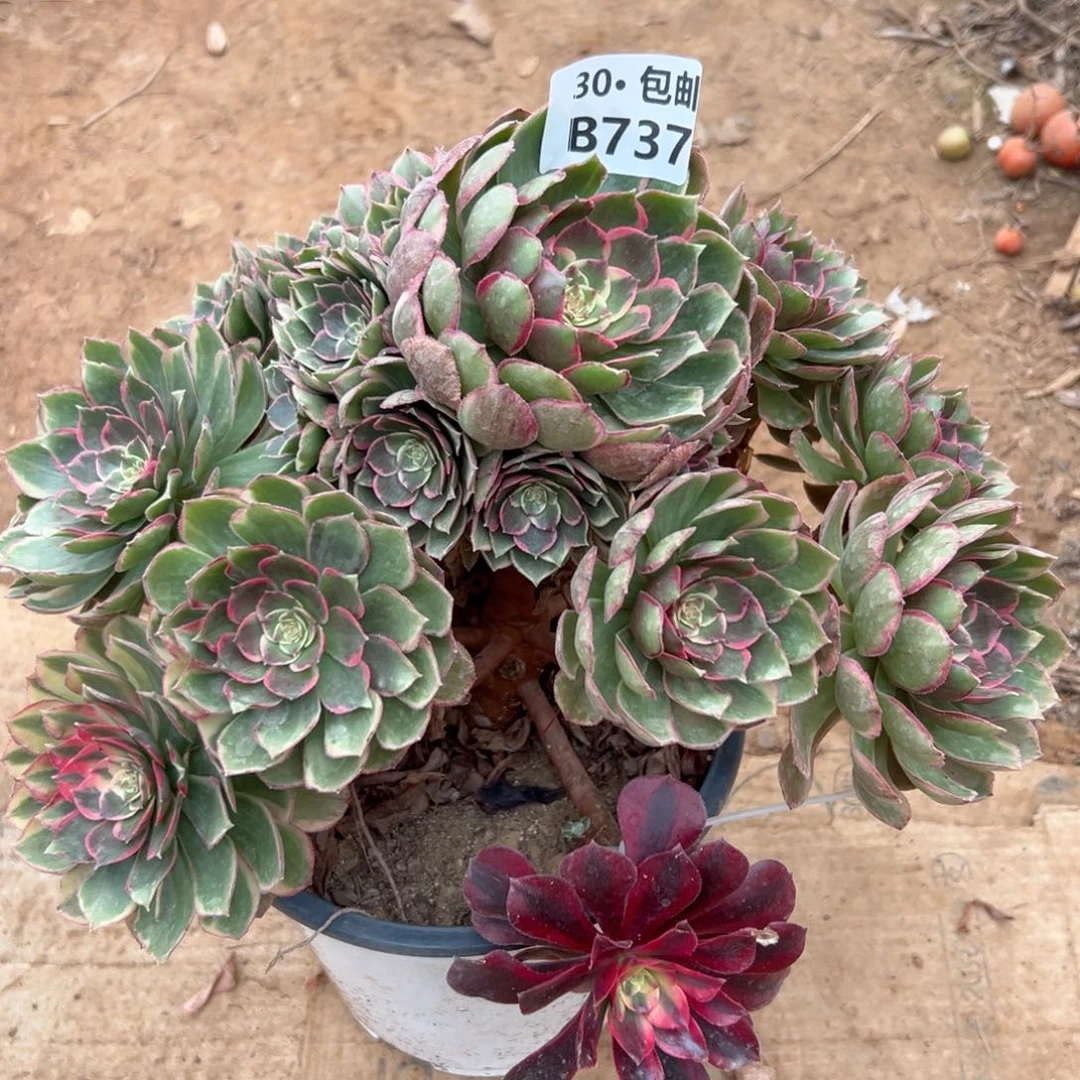 人****辰737粉花妖多肉法师