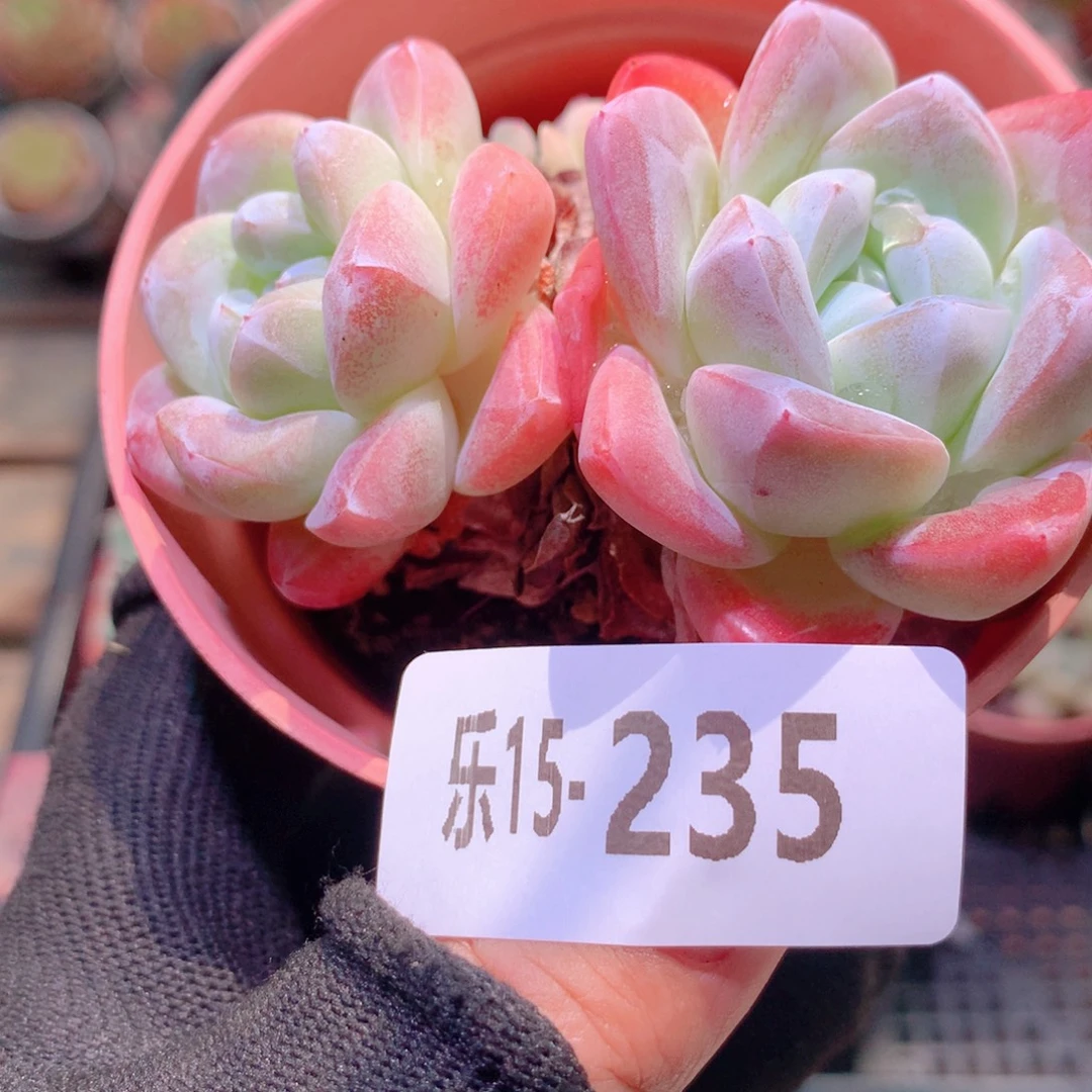 乐然15-235 冰玉双头