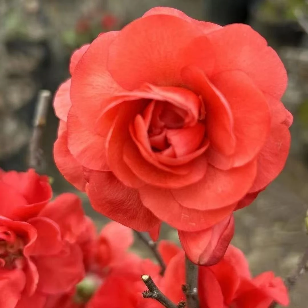 【8年香橙海棠宠粉福利】海棠老桩苗盆景年宵花开花美耐养活