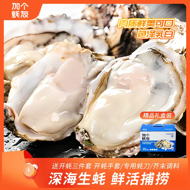 岚山冷水生蚝鲜活5斤带箱刺身牡蛎新鲜肥美捕捞发货