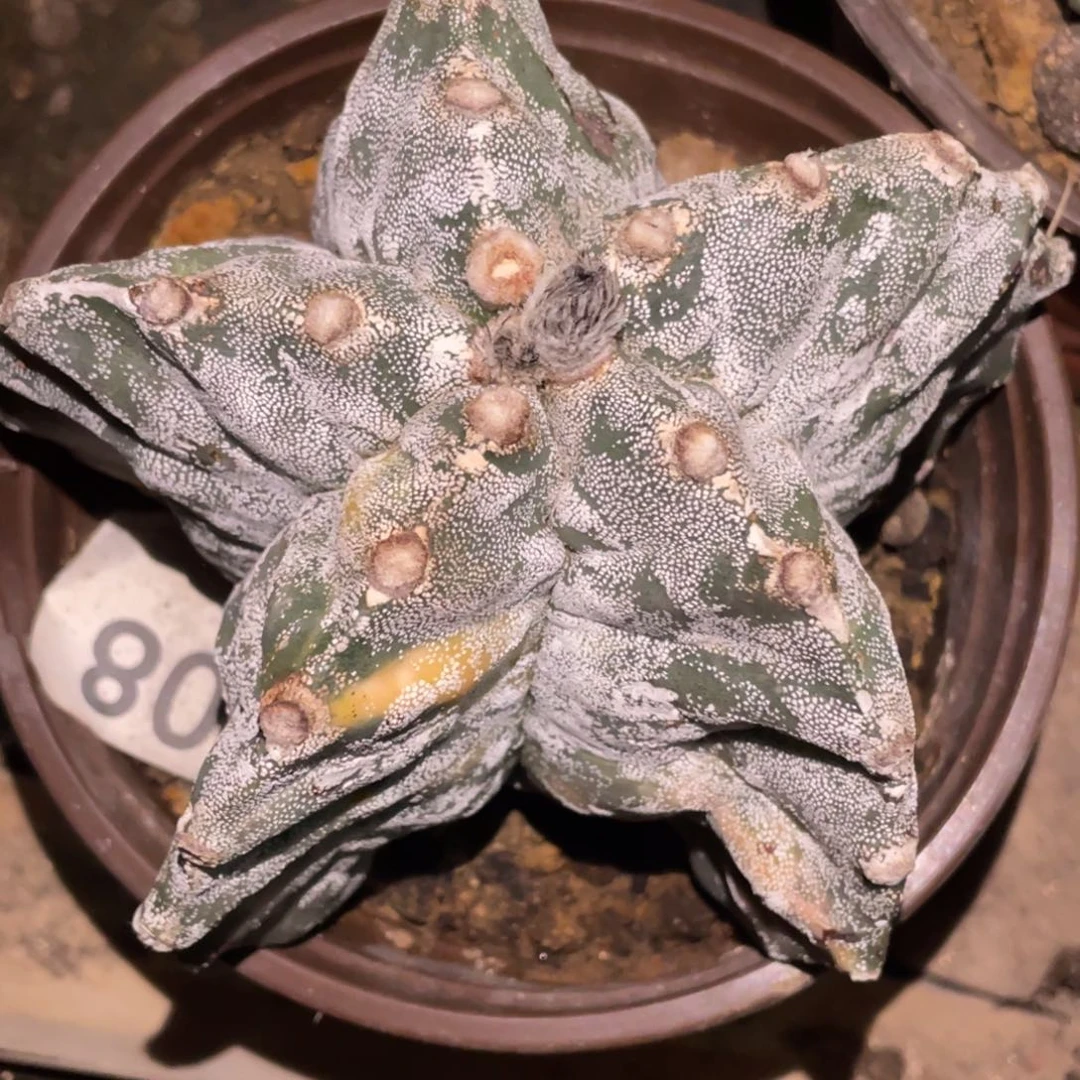 全部花朵自根银沙鸾锦 11.7 厘米