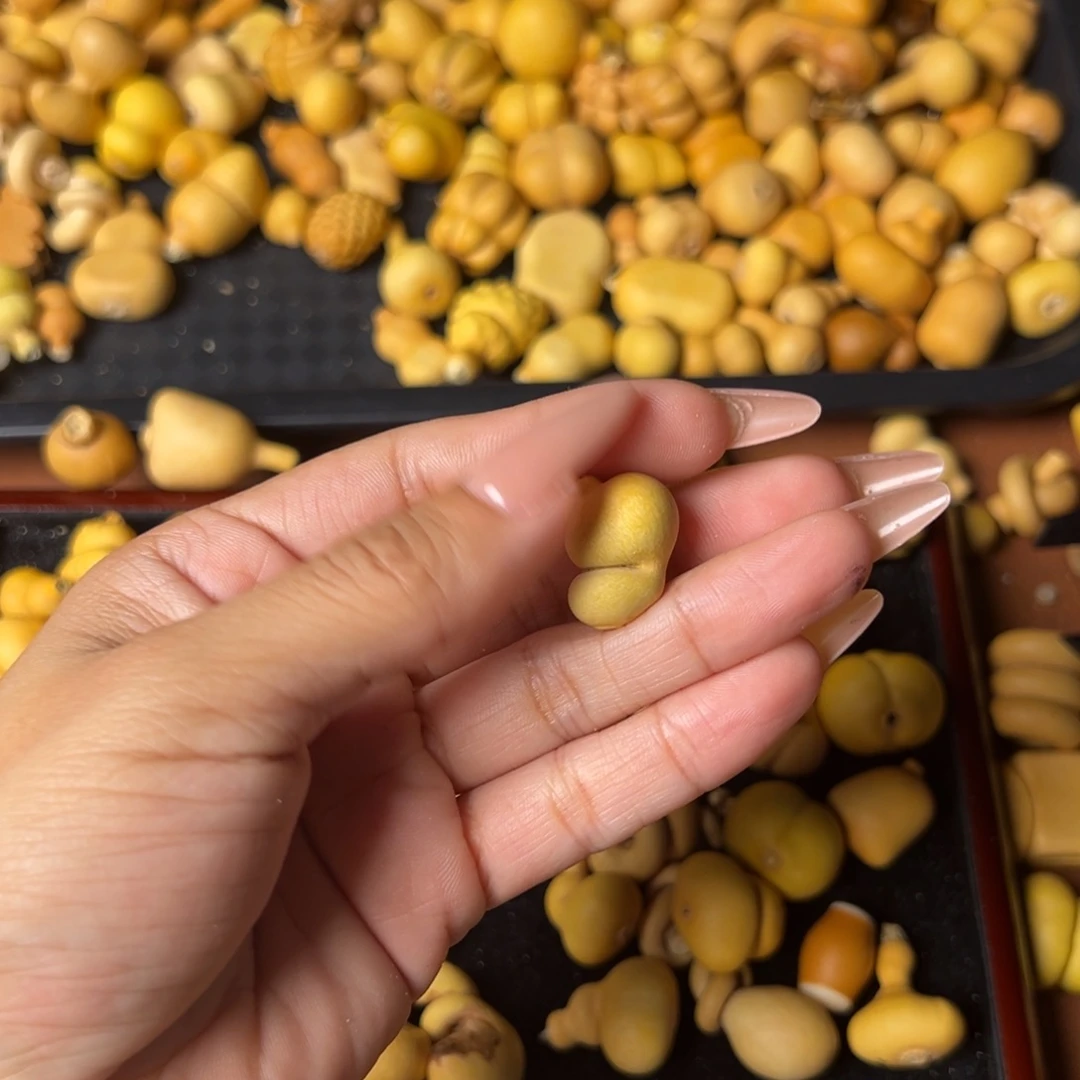 科***儿大叶紫檀（黑酸枝木类）