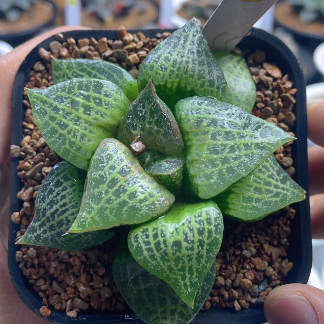 19.十二卷多肉白鲸康平寿。