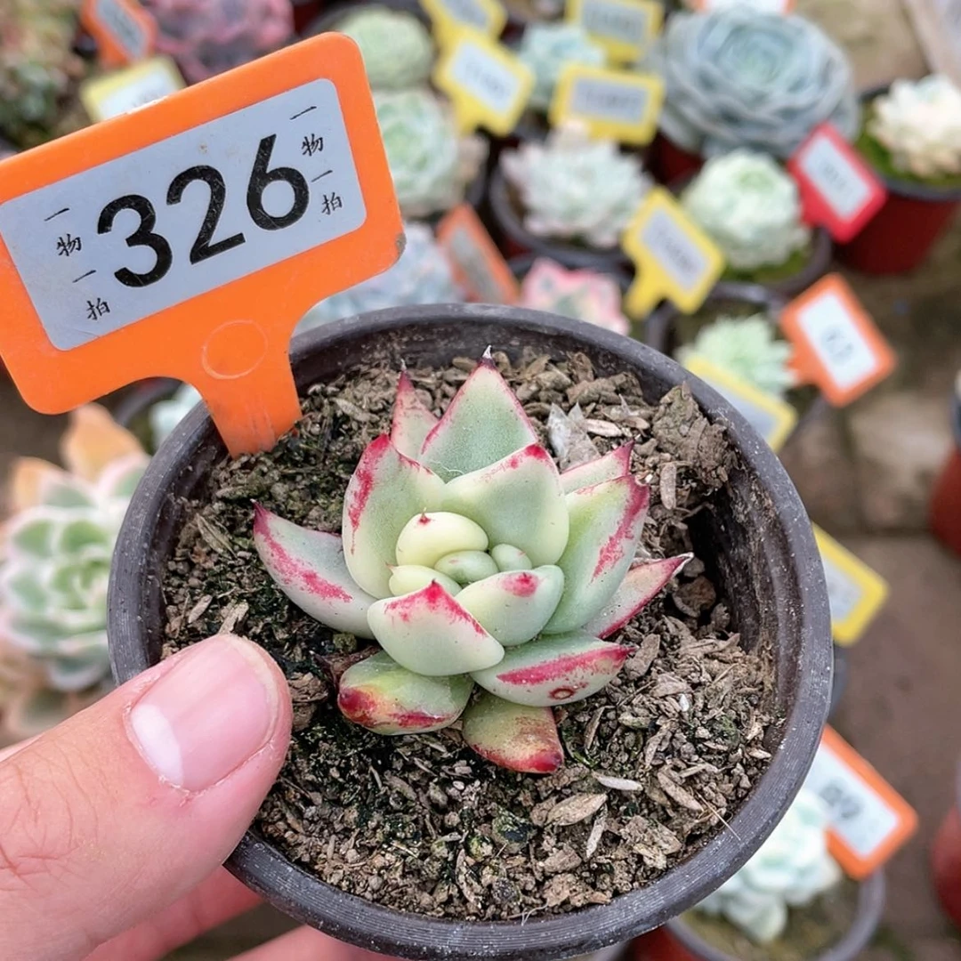 【闪购商品】326号