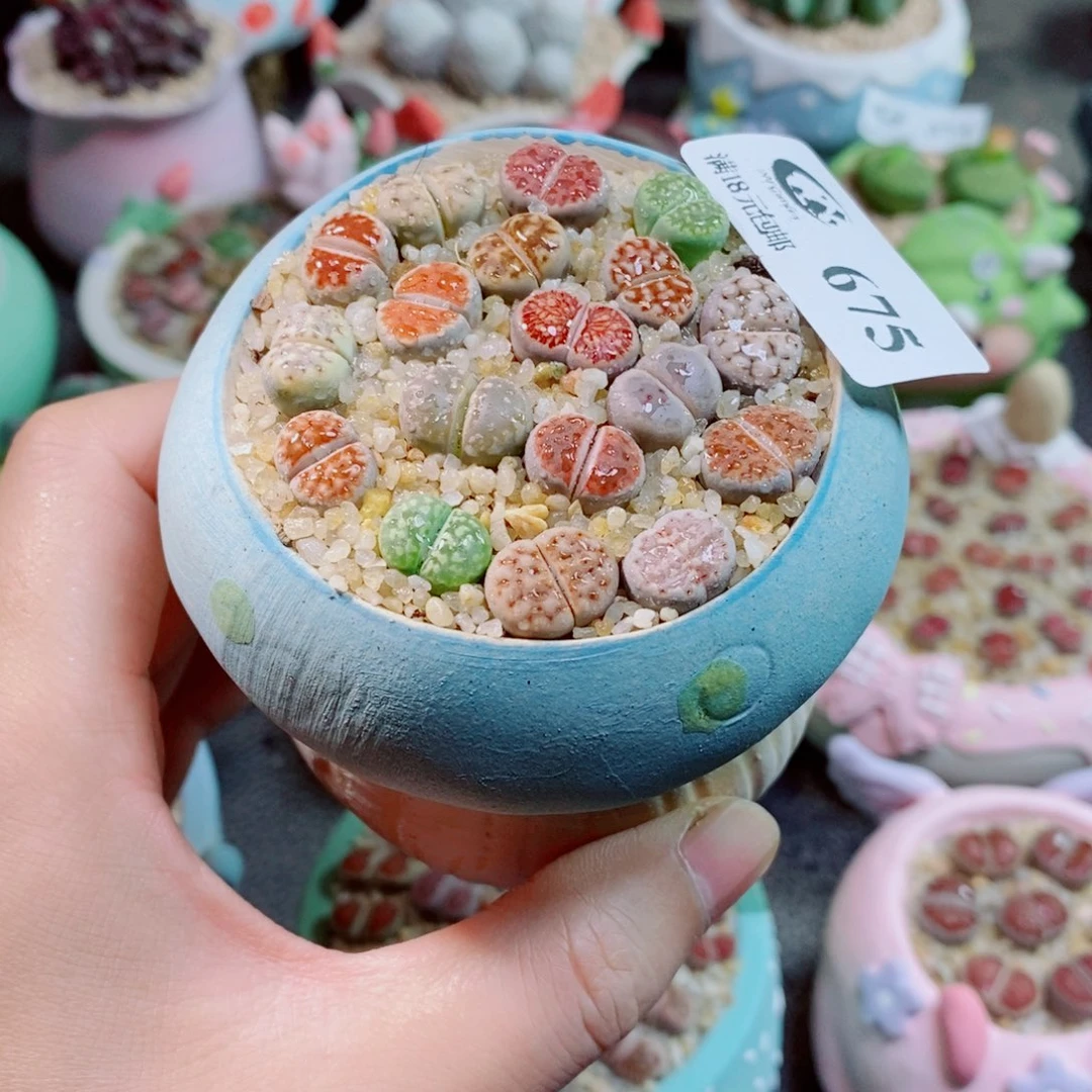 生石花花花花花花675