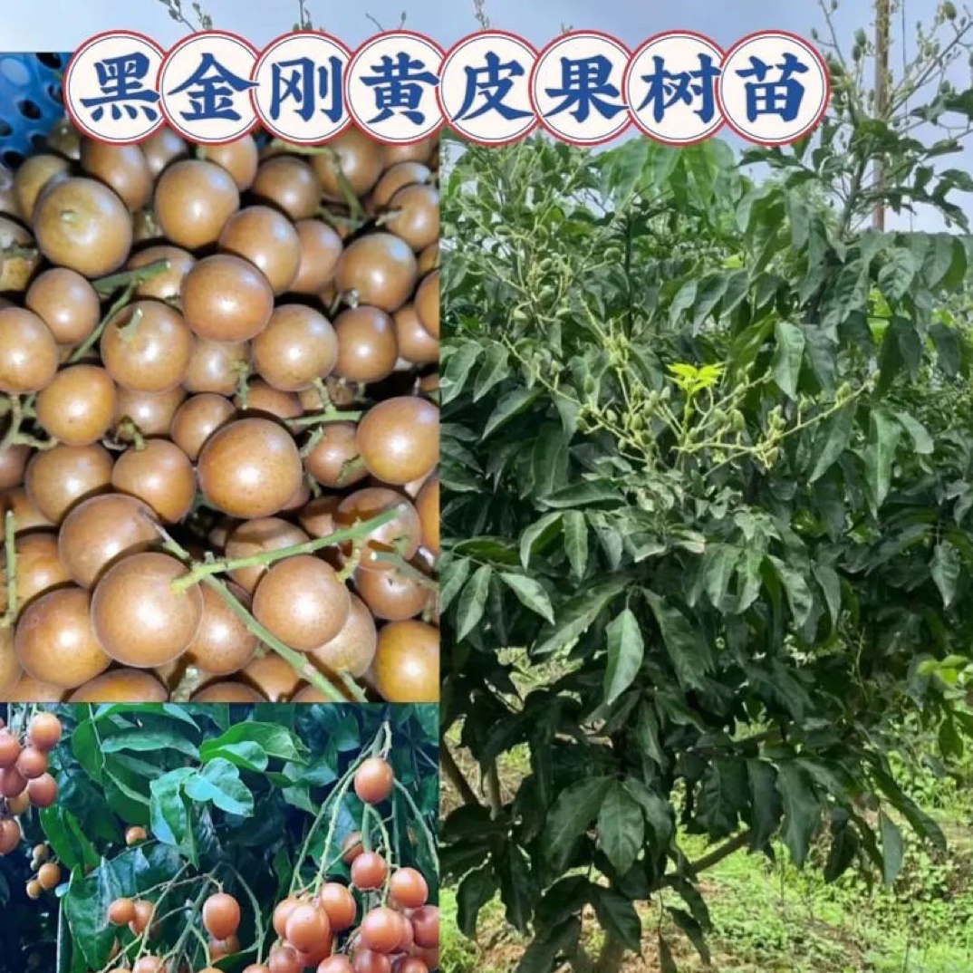 黄皮果树苗 黑金刚 贵妃 紫肉 无籽 冰糖 可盆栽可地栽庭院种植