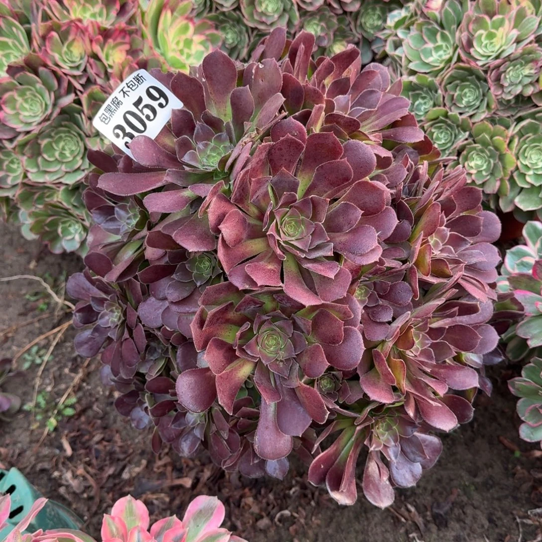 16-7法师荷兰玫瑰3059