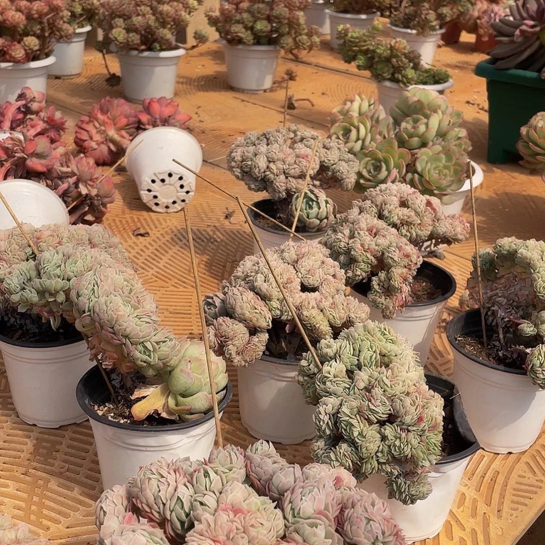 补邮费多肉多肉多肉