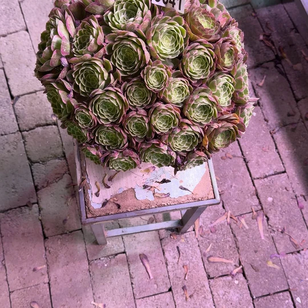 ?****）桃美人多肉植物0041寄养