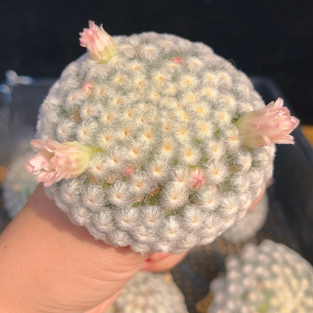 大号佛头白星8.2公分