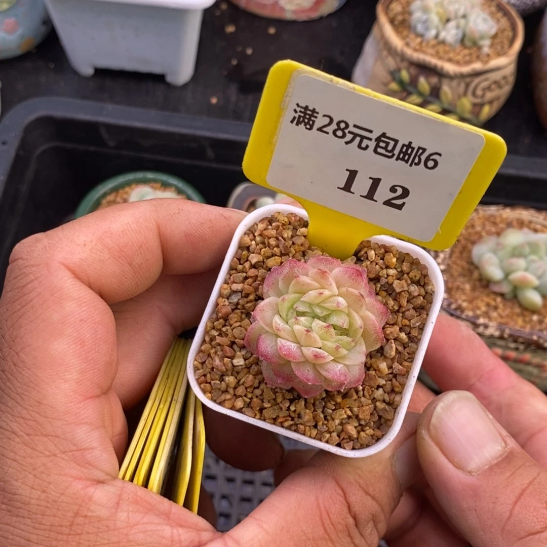 6112女神节福利，多肉植物