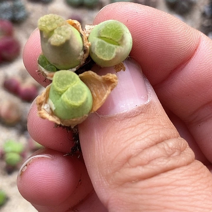 ?****24538一组蜡笔小新