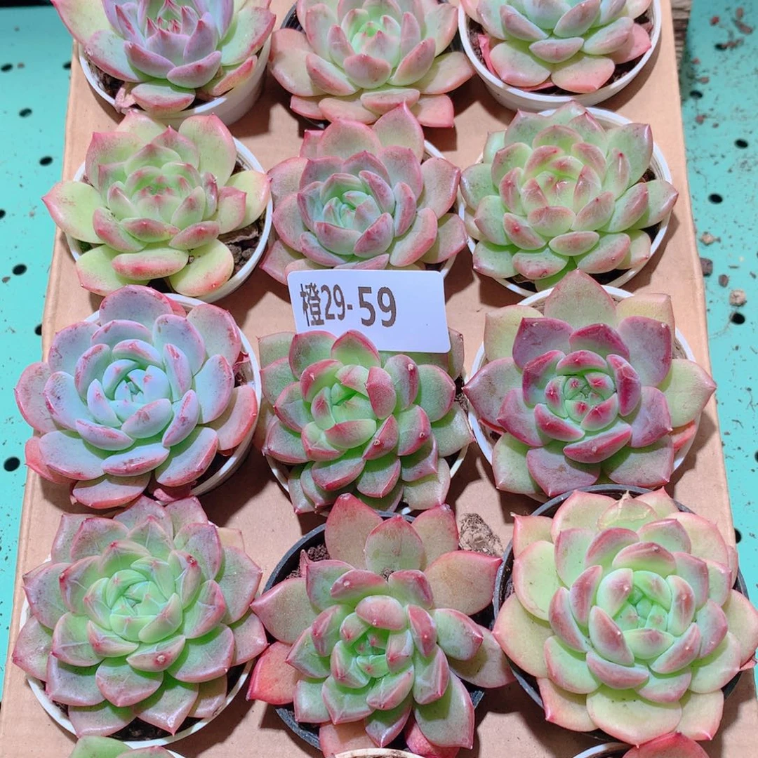 29-59一物一拍多肉带盆18颗