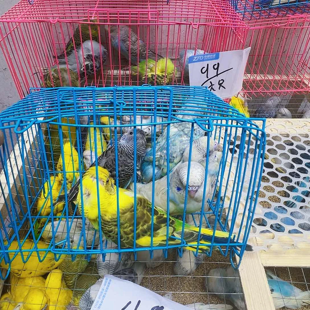 虎皮鹦鹉瘦不包活