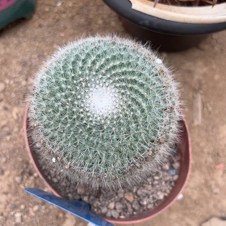 彭***彭吉祥如意等名家的书法