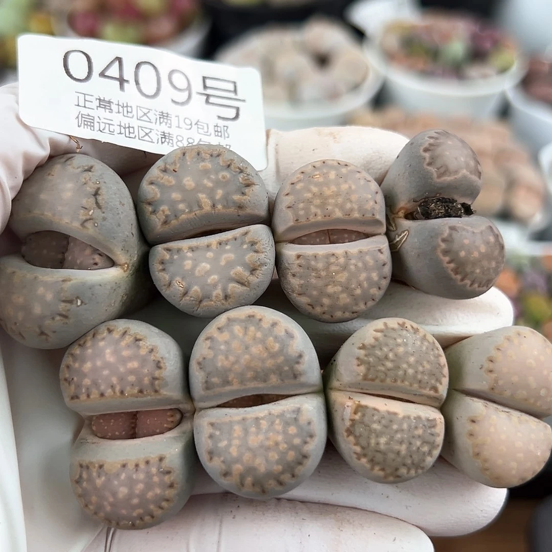 好养易活生石花大母本0409