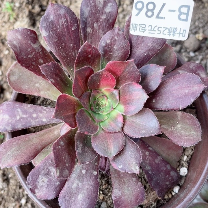 786绍七彩拉丝多肉12345678