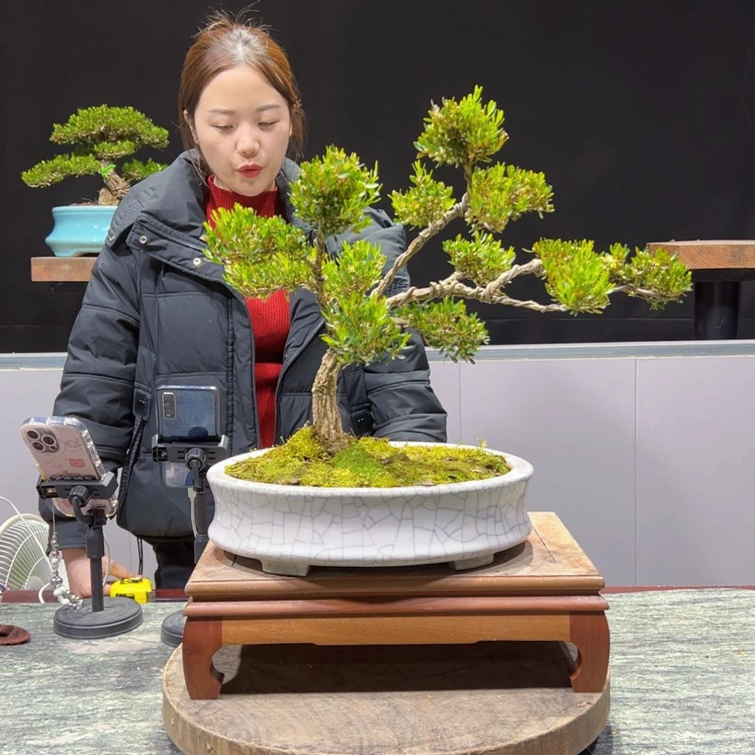 四季常青老桩黄杨盆景