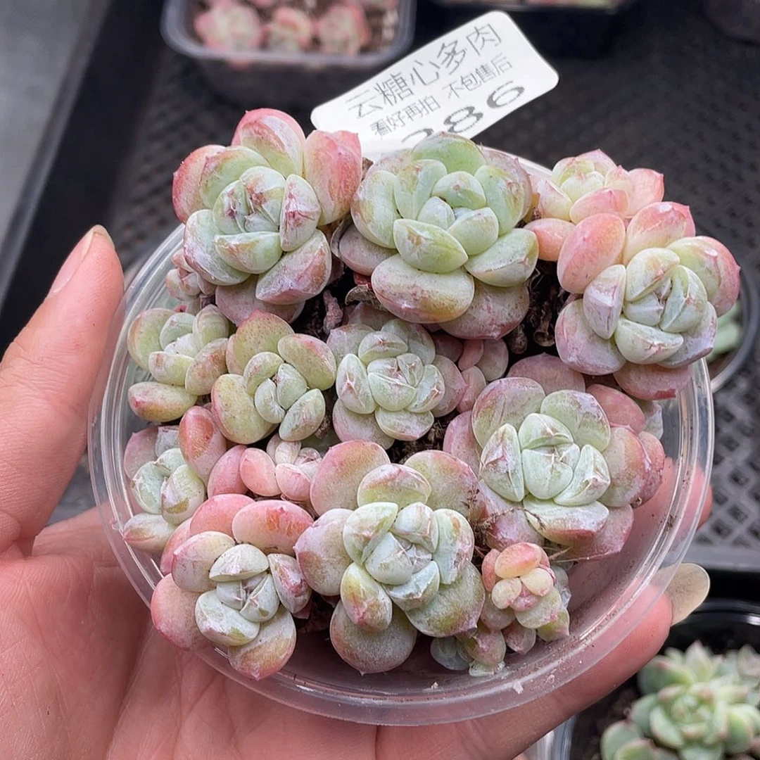 云糖心多肉植物286