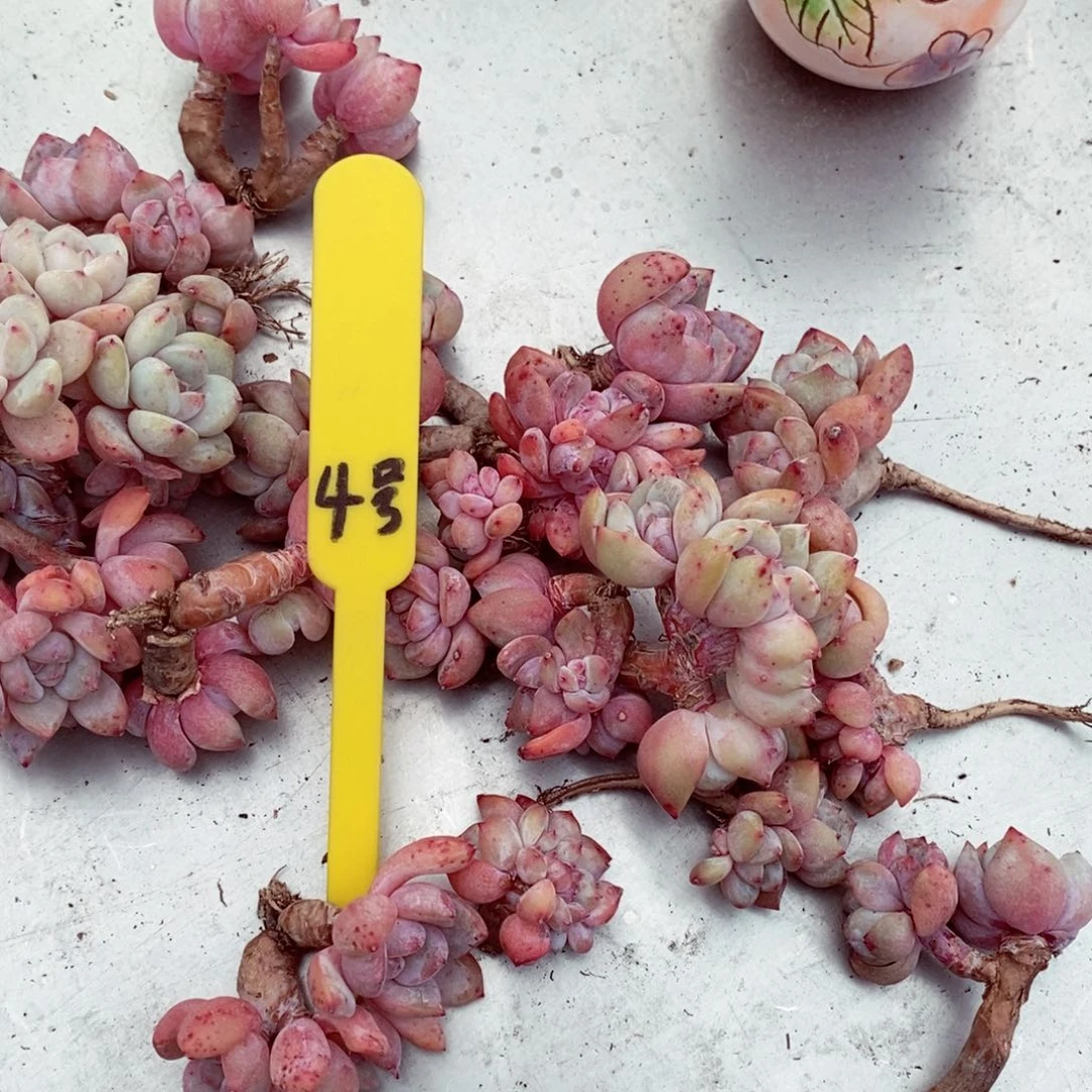 x**i4号的肉肉肉肉肉肉