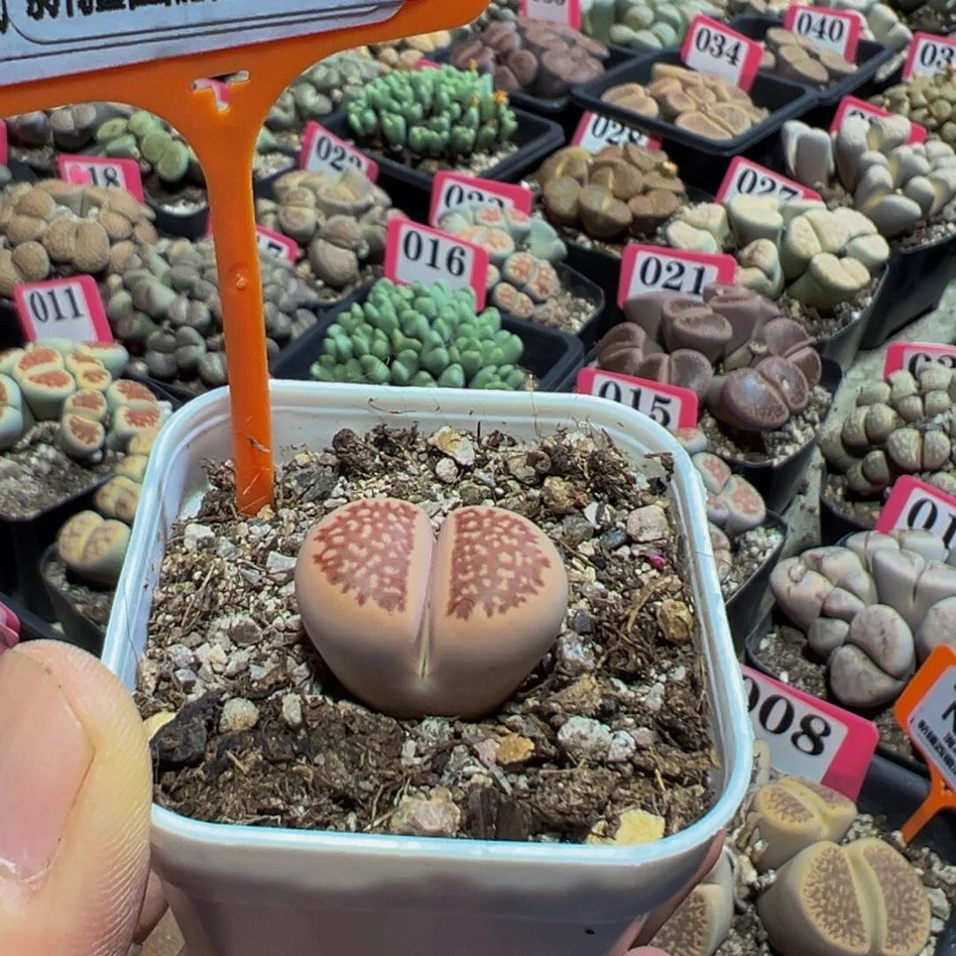 451 一物一拍，默认有伤，介意勿拍，不退不换