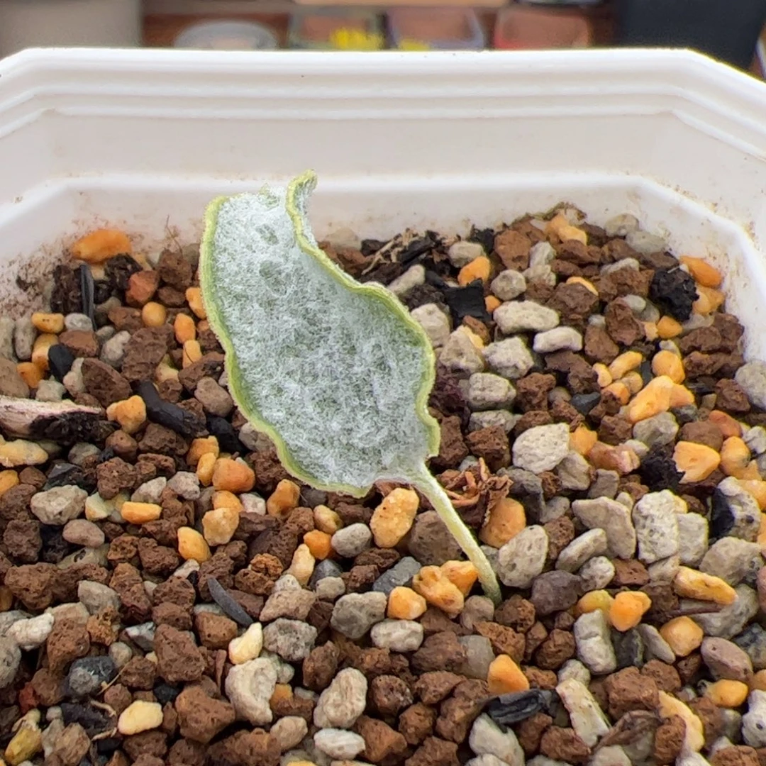 0219号棉花糖 多肉植物