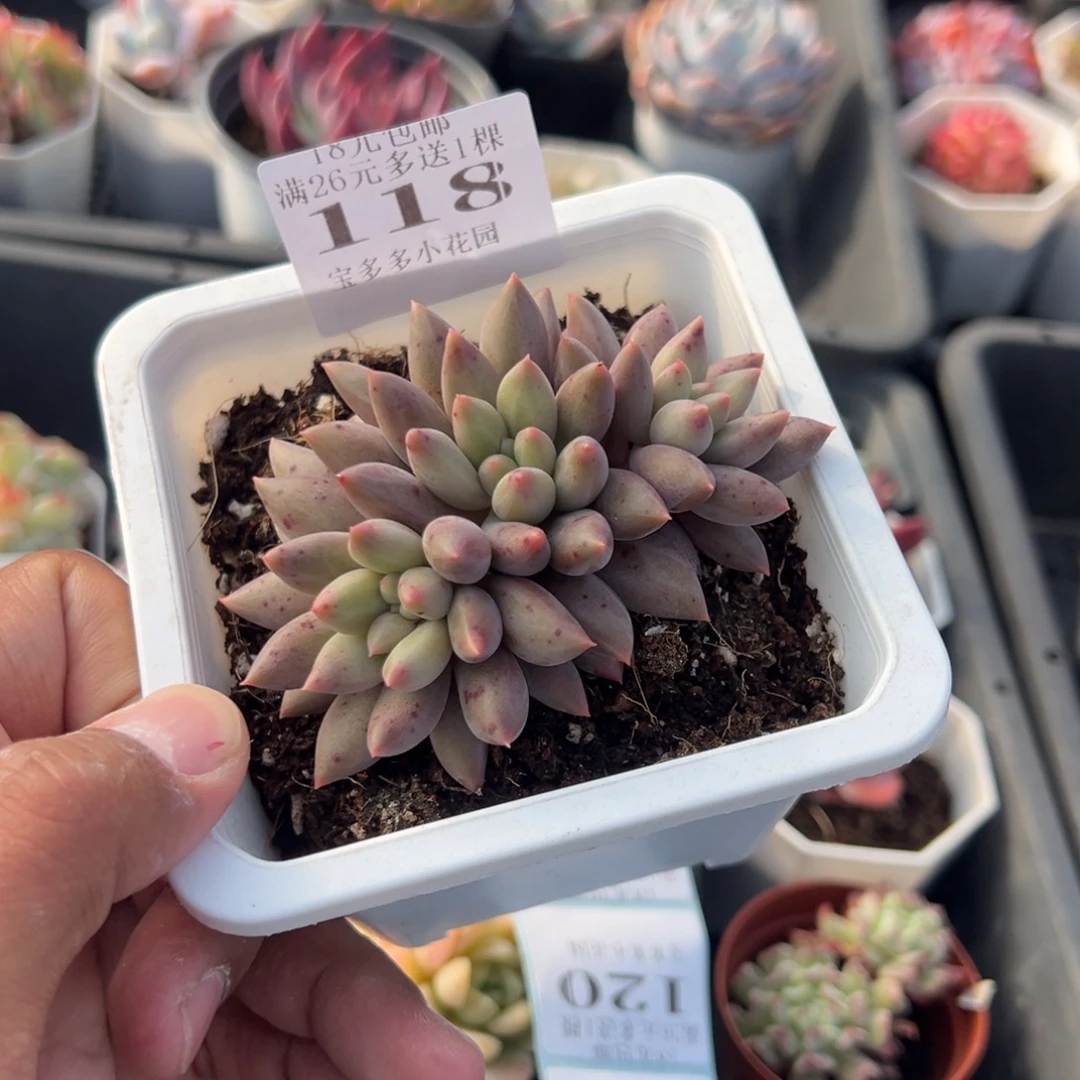 118号三头车厘子一物一拍满18包邮满26送一颗多肉