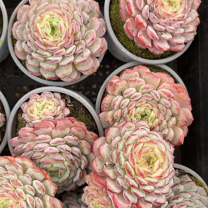 白胖子两颗（拍满18包邮，偏远地区1号链接拍十元运费）