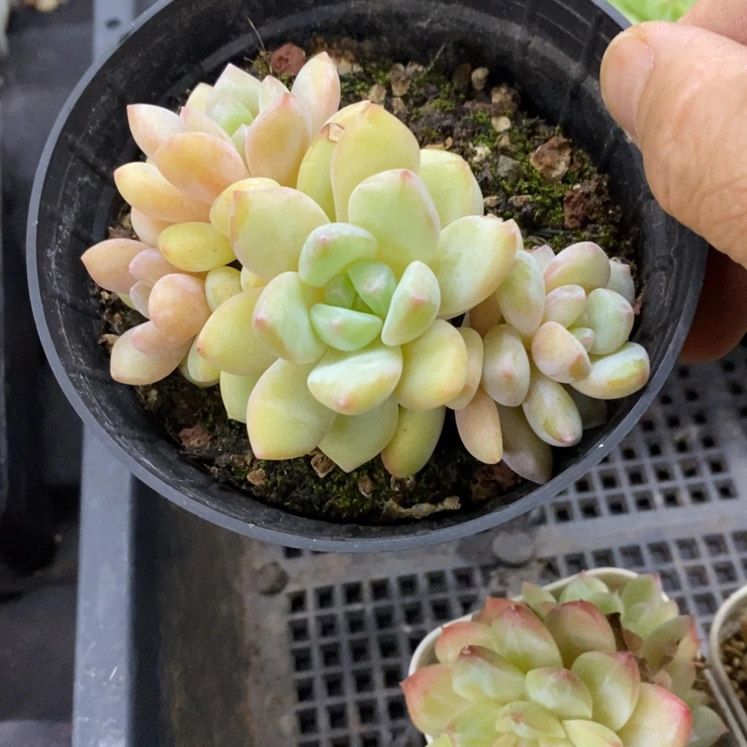 精品多肉一物一拍不包整259