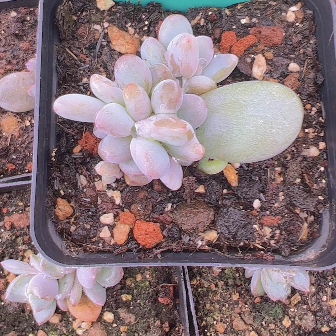 敏***姐8头企鹅叶插群1111