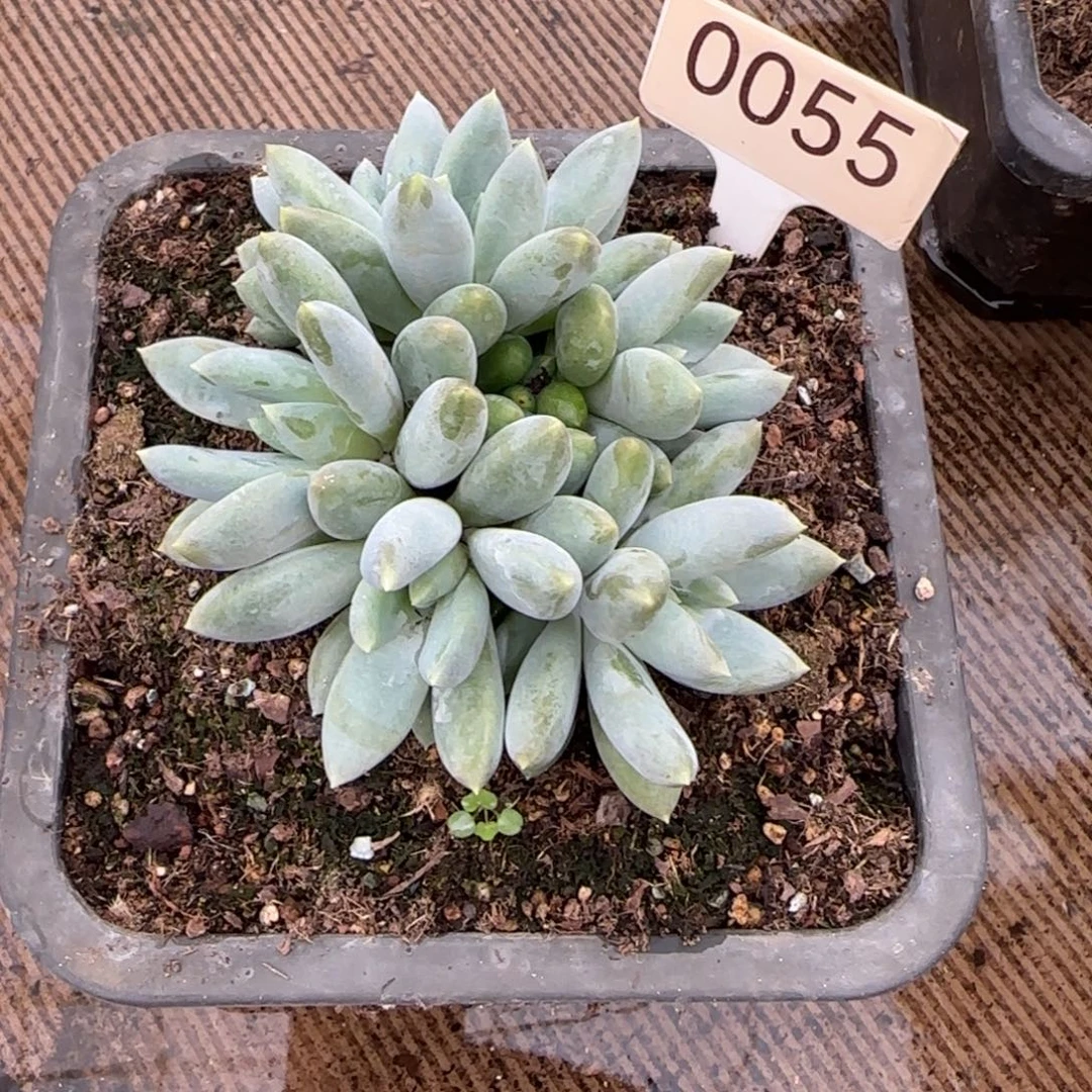 橙***ᐝ0055。    哥特朵朵缀