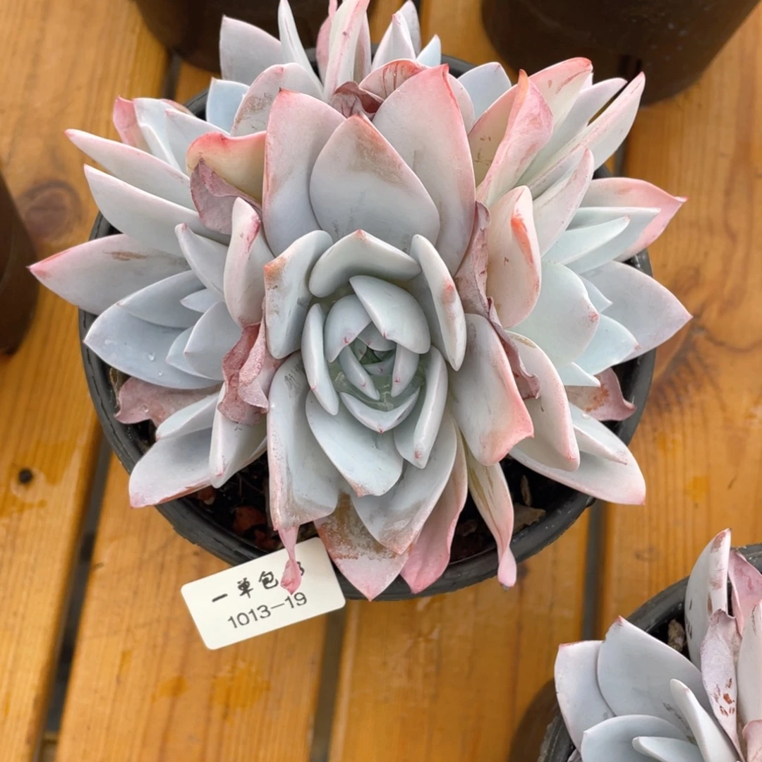 ꧁****꧂1013-19白莲。。。。。。。