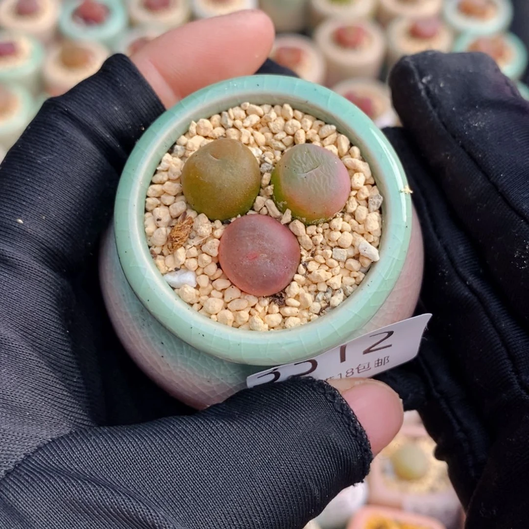 3312-- 一物一拍 带盆