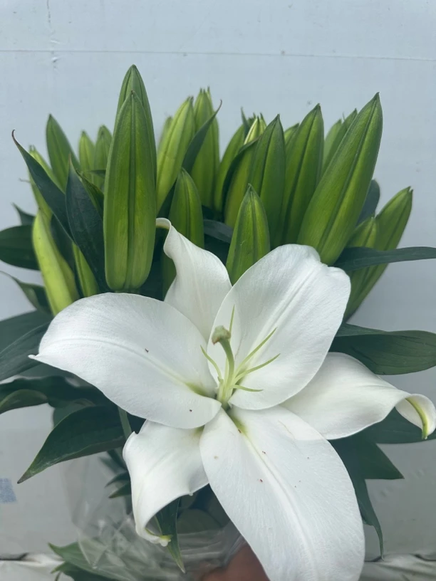 【白色赞比西香水百合】云南基地直发香水百合鲜花束水养家用插花