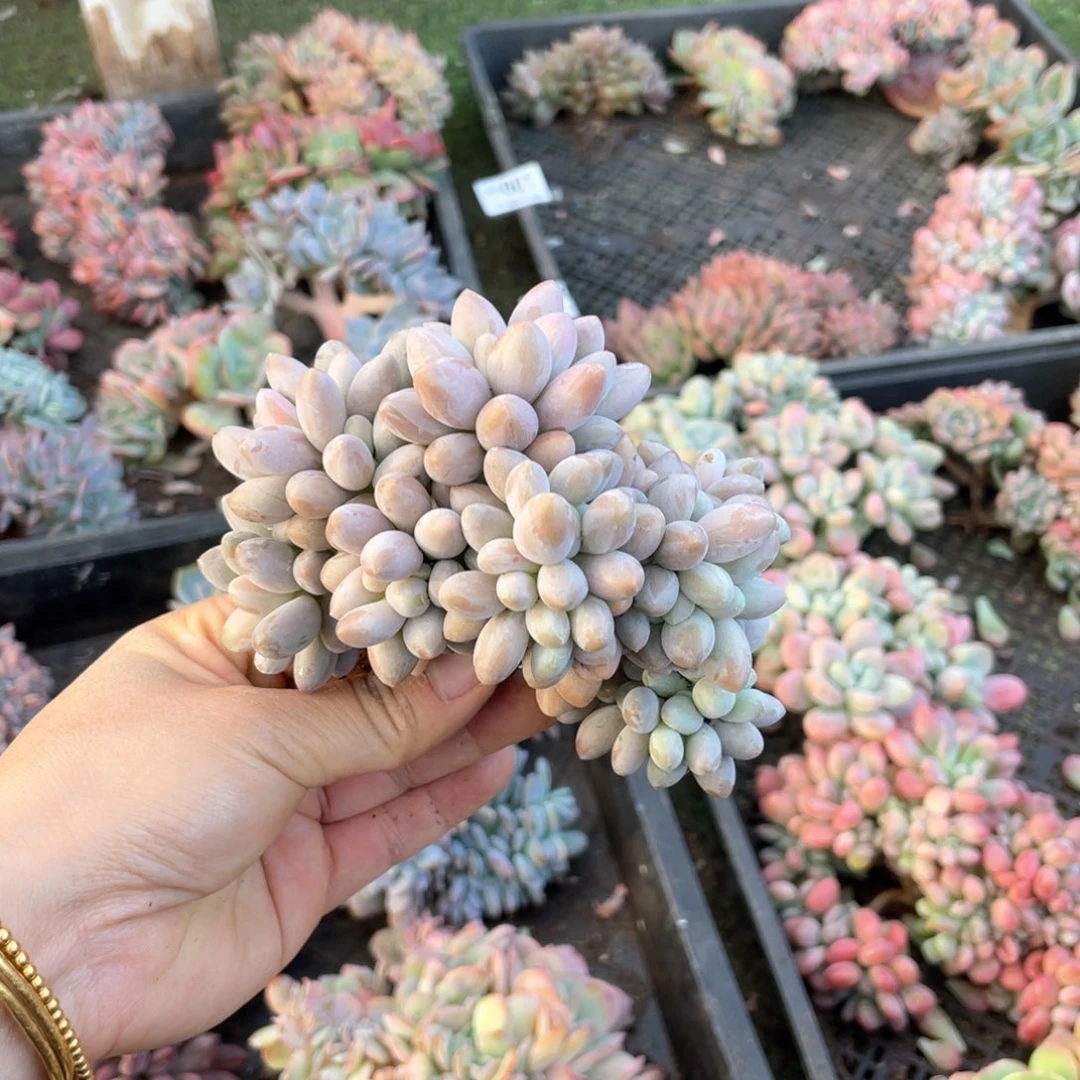 【闪购商品】完全开放汤圆缀