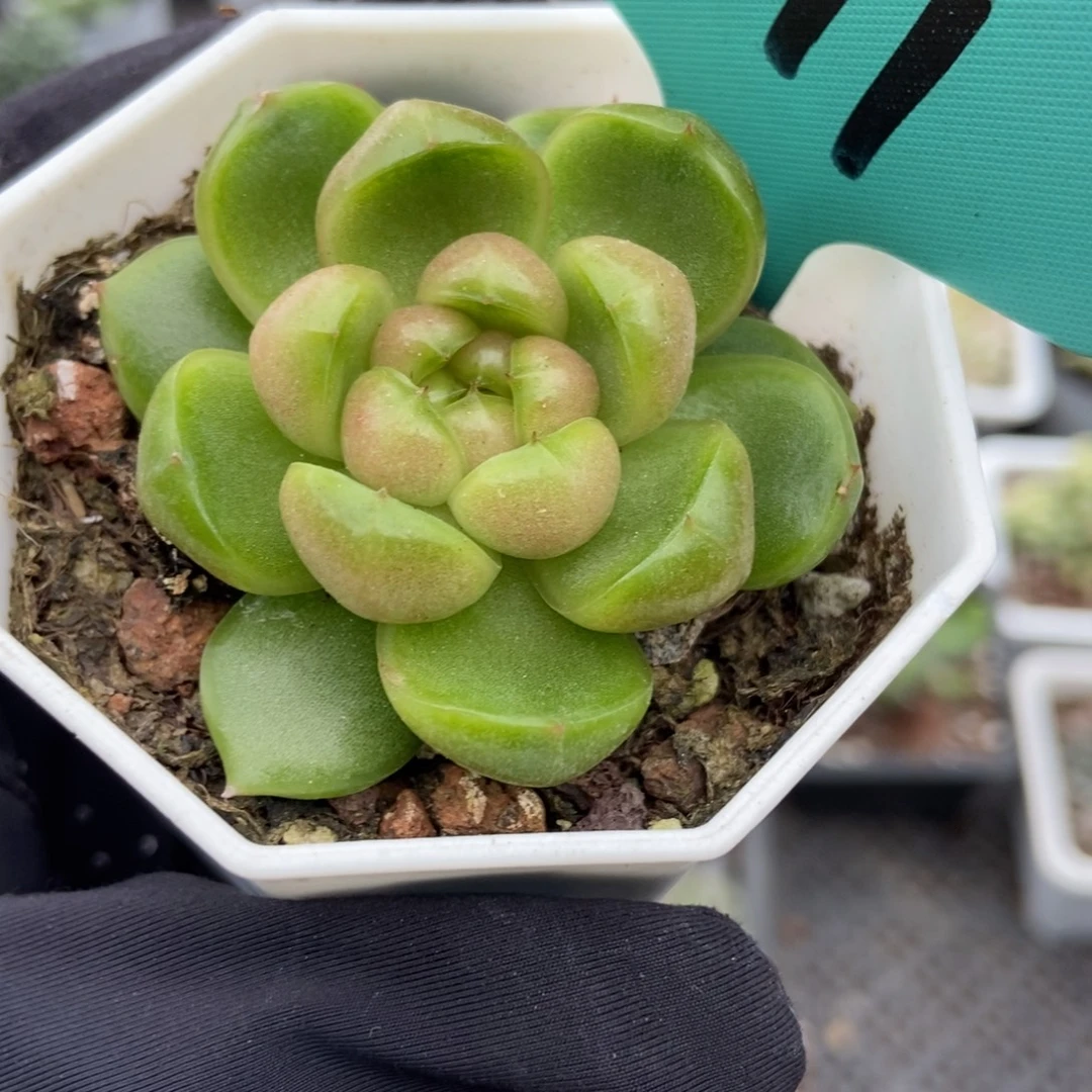 1511莱拉珍妮多肉植物