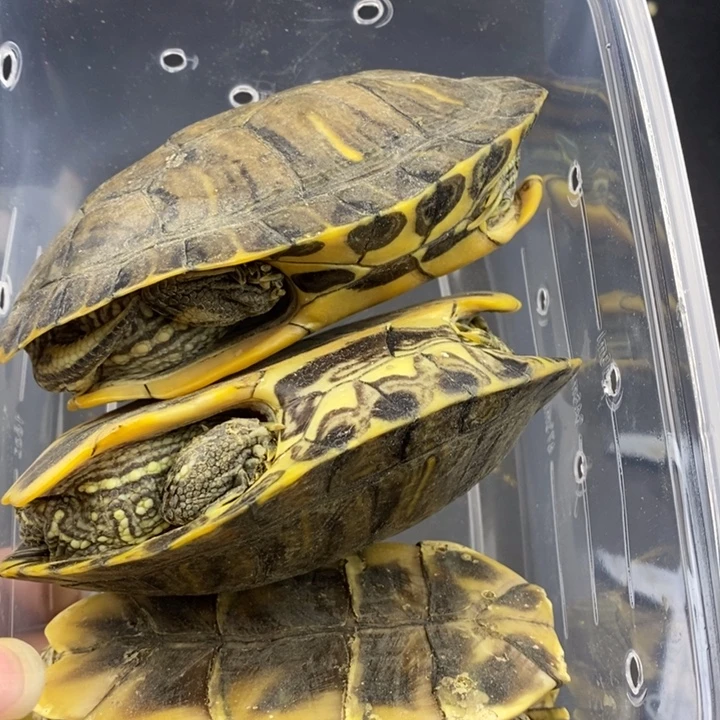 巴西彩龟母66666666