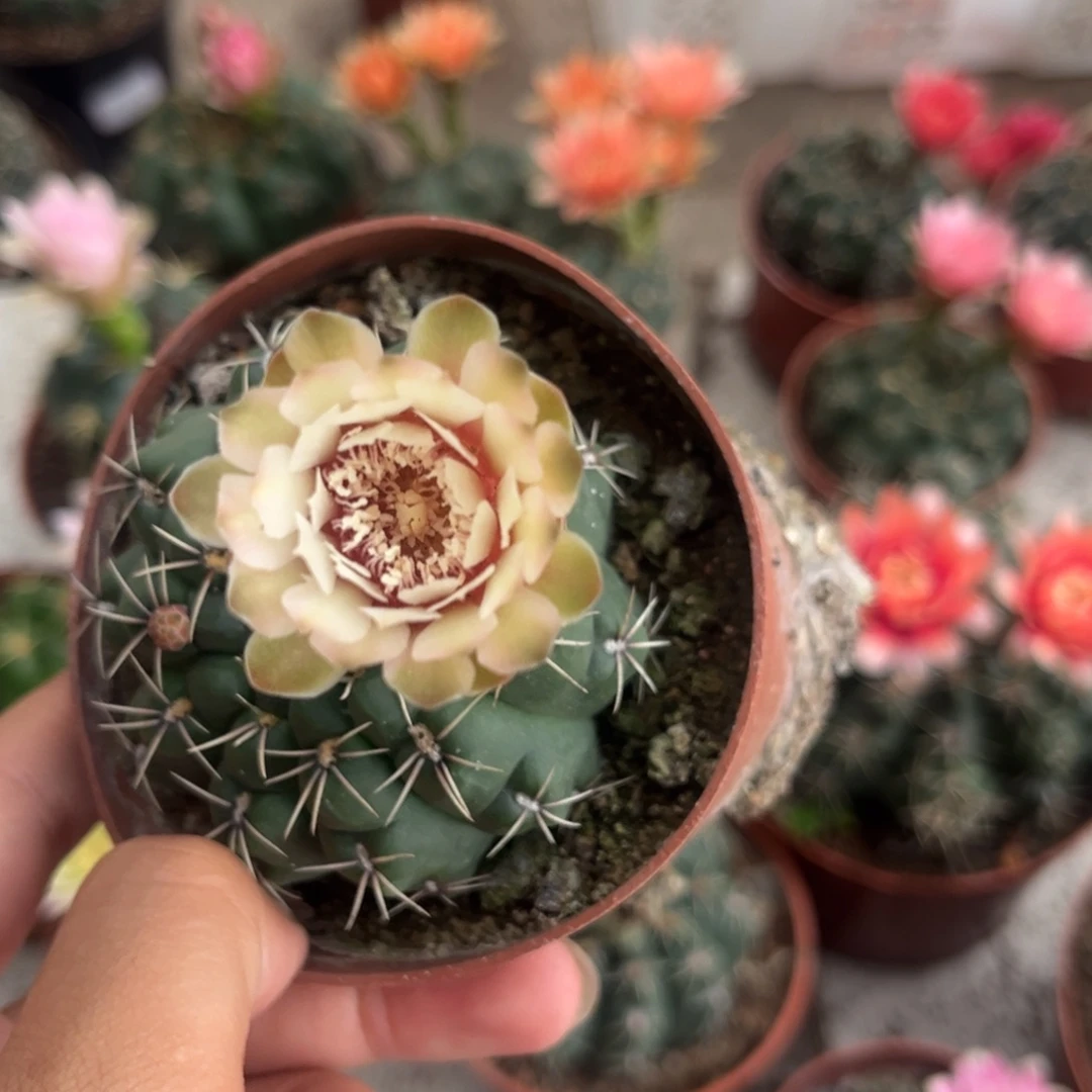 阳***烂实生绯花玉仙人球1