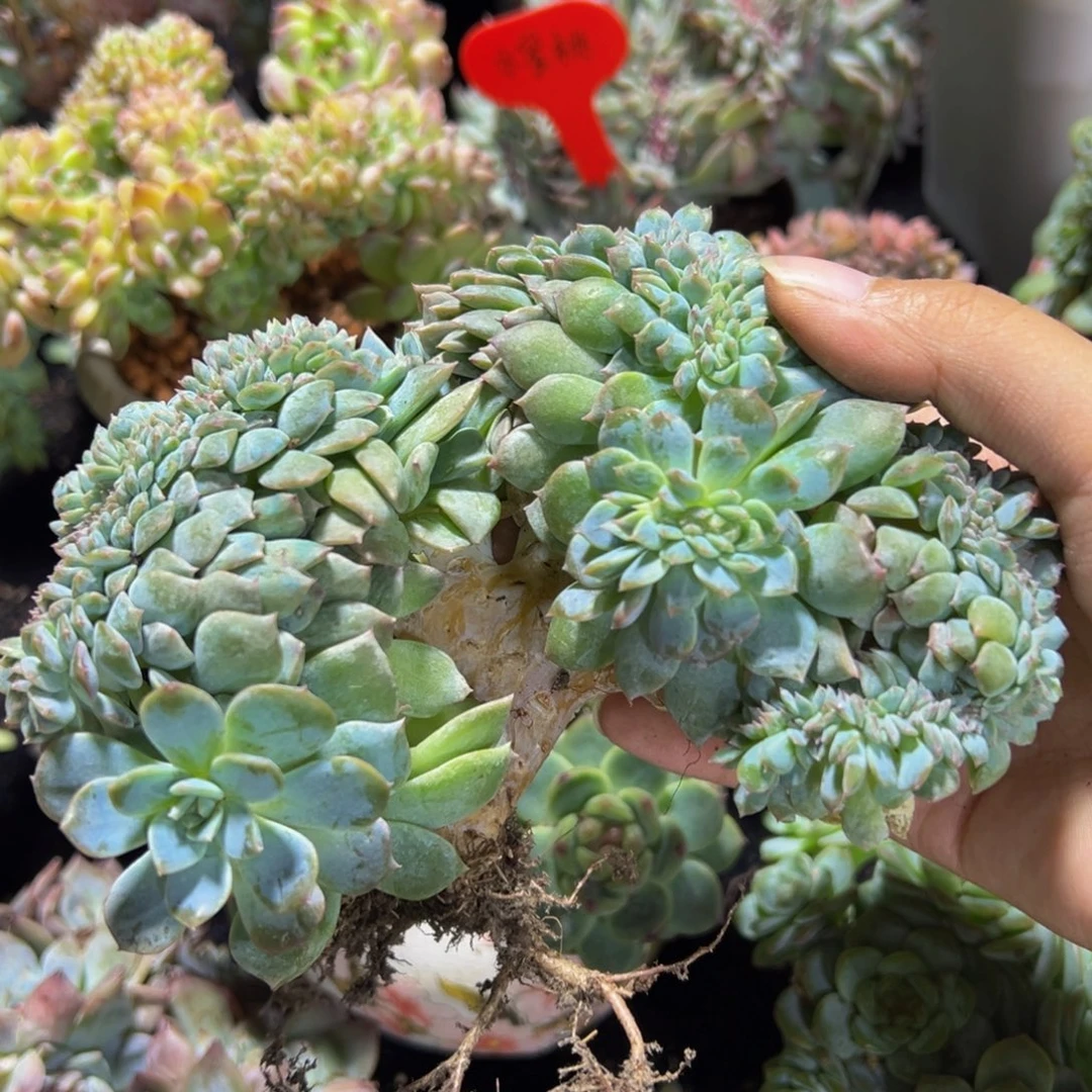 巧克力琥珀缀 天天开心